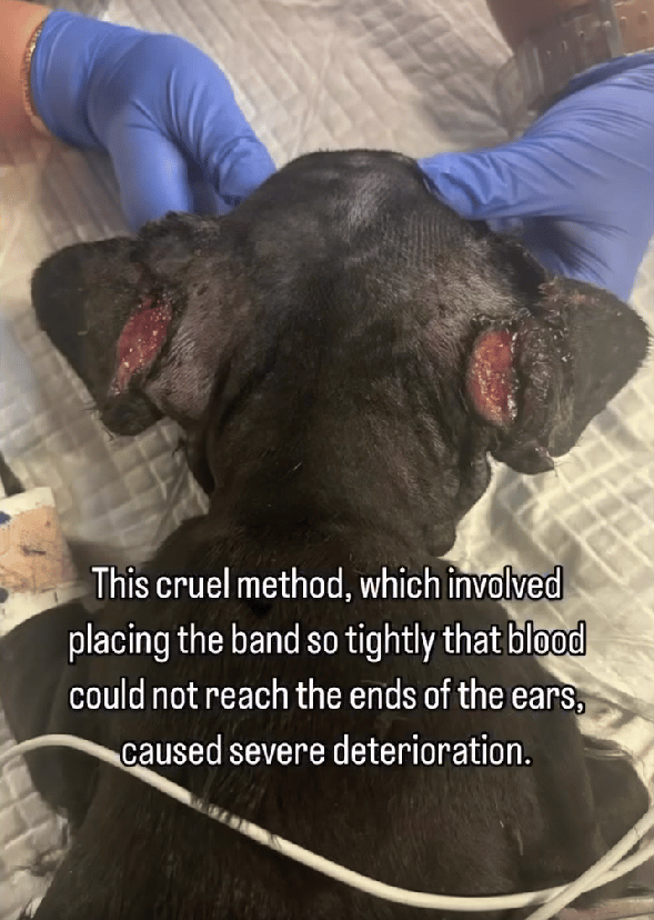 Ear Cropping Gone Wrong: An 8-Weeks-Old Puppy's Battle For Survival