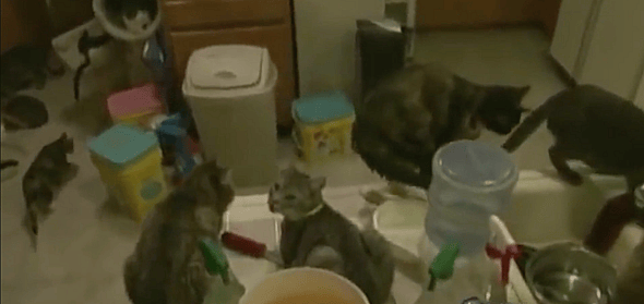 Animal Force Episode #2 - Cat Rescued From Animal Hoarding Situation