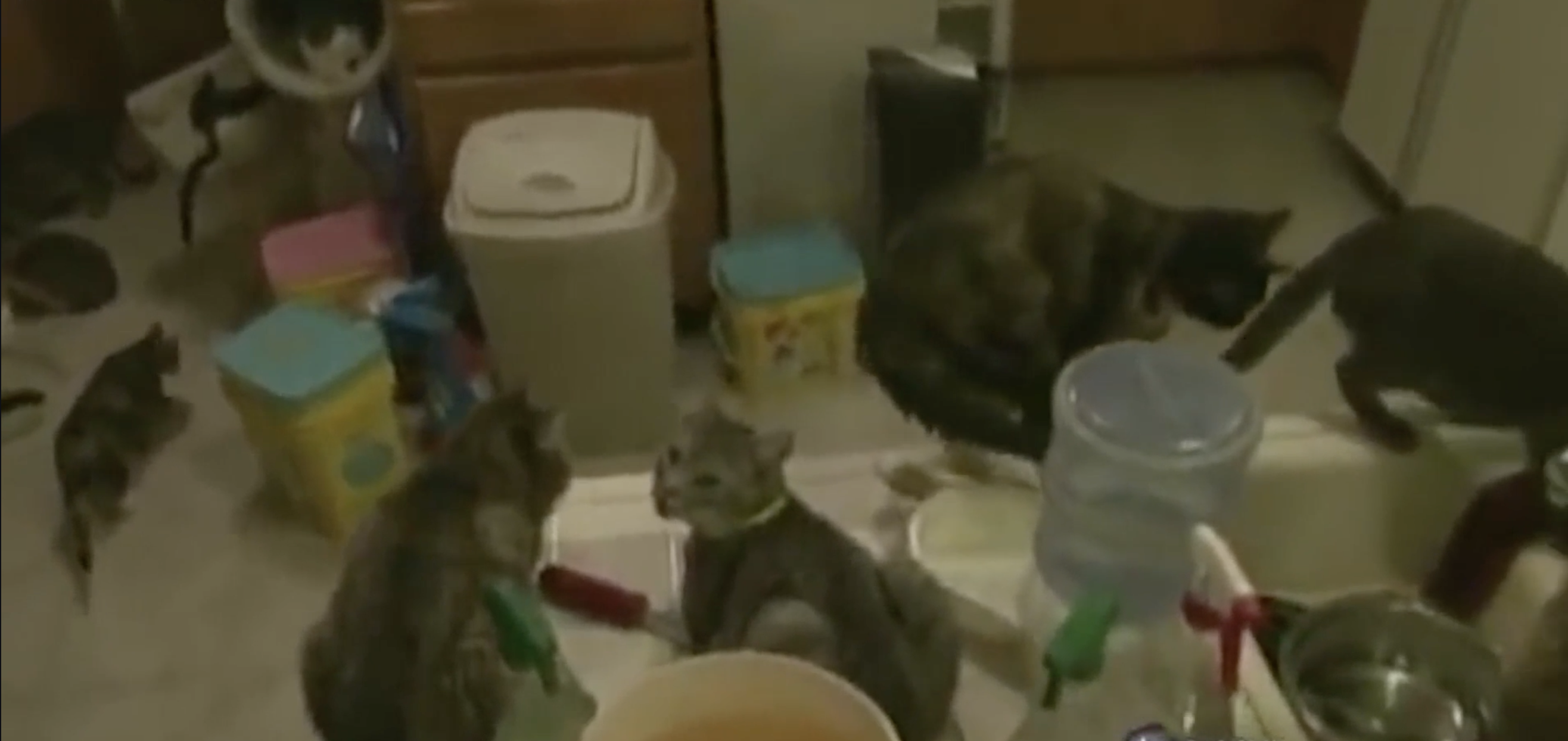 Animal Force Episode #2 - Cat Rescued From Animal Hoarding Situation