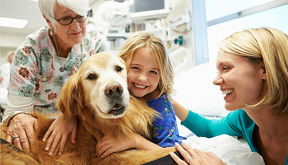 Ozone Therapy For Dogs