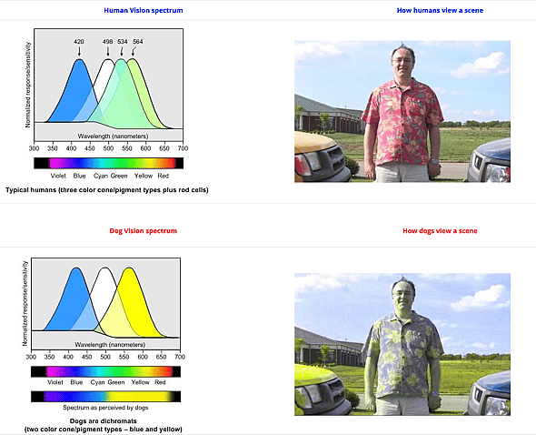 human vs dog vision spectrum