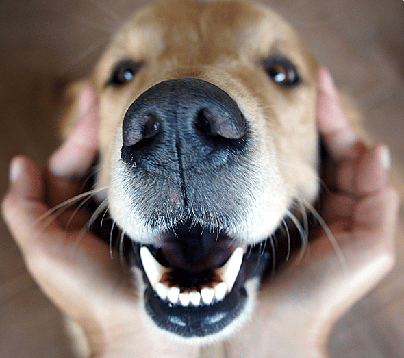 Spice Names for Dogs