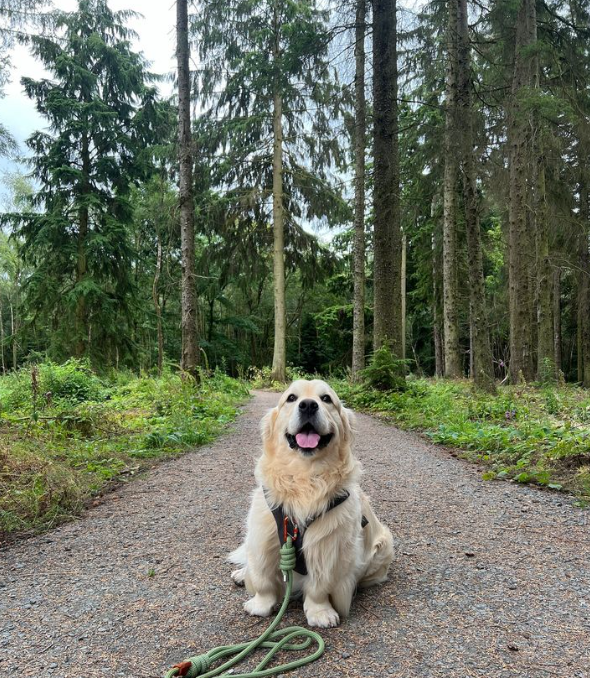 Dwarfism In Dogs