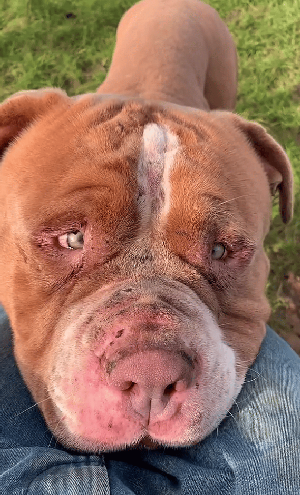 Heartache as Gentle Soul Escapes a Dog Fighting Ring—But What Happened Next Is Even Worse