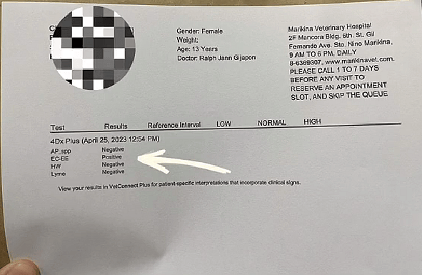 What One Vet Missed Nearly Ended This Shih Tzu's Life — Until Her Mom’s Instinct Saved the Day!