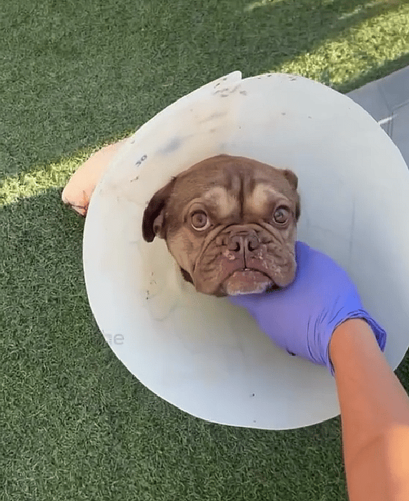 Hit by a Car & Abandoned, This Brave French Bulldog Fought for a Forever Home