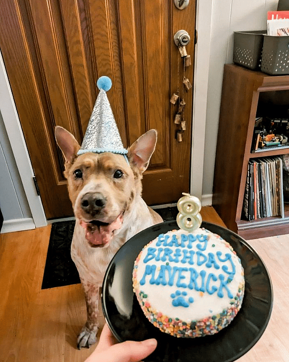 A Princess Paw-ty! Watch This Cavalier's Glamorous 8th Birthday Celebration