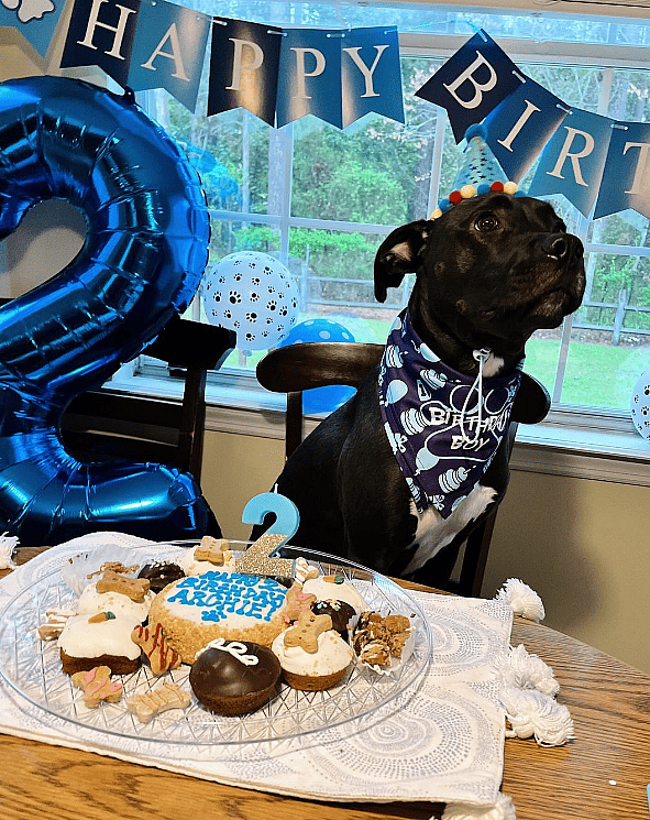 A Princess Paw-ty! Watch This Cavalier's Glamorous 8th Birthday Celebration