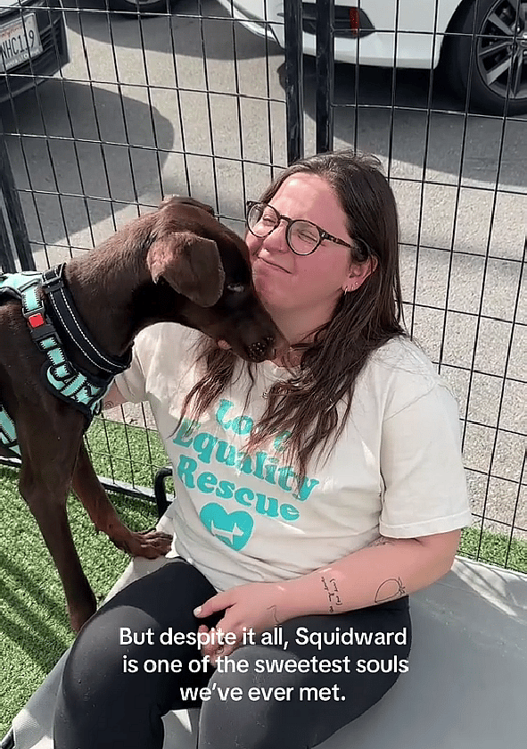 Emaciated and Barely Hanging On, This Dog's Sweet Spirit Survived When Nothing Else Did