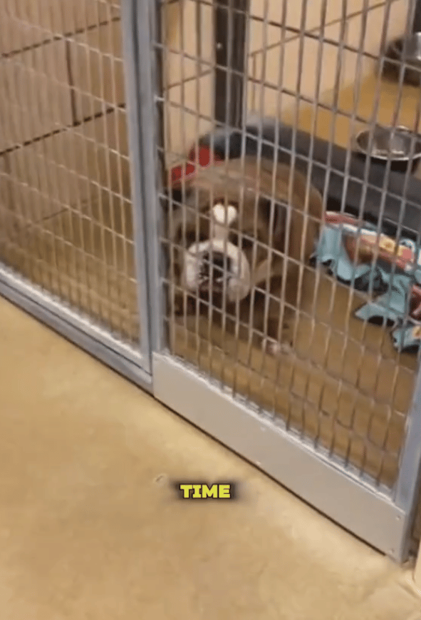 Shelter Dog’s Overwhelming Joy After Finally Finding a Home Will Bring You to Tears