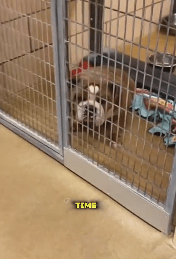 Shelter Dog’s Overwhelming Joy After Finally Finding a Home Will Bring You to Tears