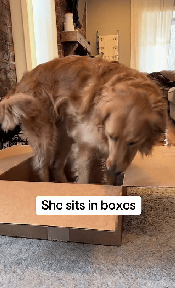 This Golden Retriever Thinks She’s a Cat—Maple’s Viral TikTok Will Make You Laugh Out Loud