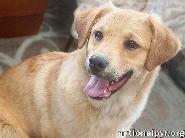 Big Dan in LA - Calm & Curious Cutie!