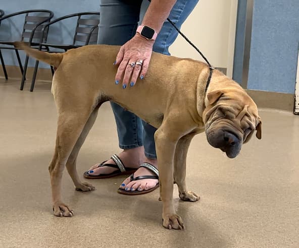 Sitting with dogs - shar pei