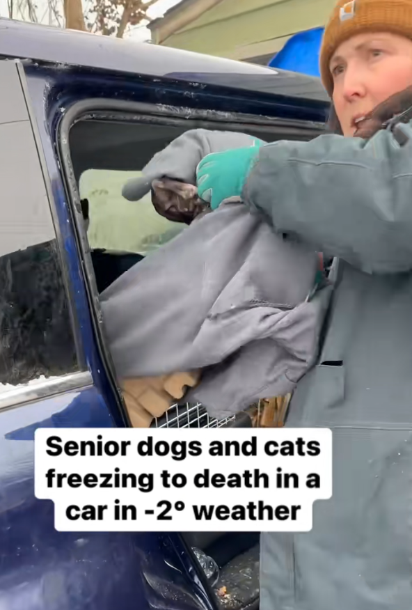 Two Senior Chihuahuas Left in Car as Temps Fall Below Freezing. Watch As Heroes Arrive Just in Time