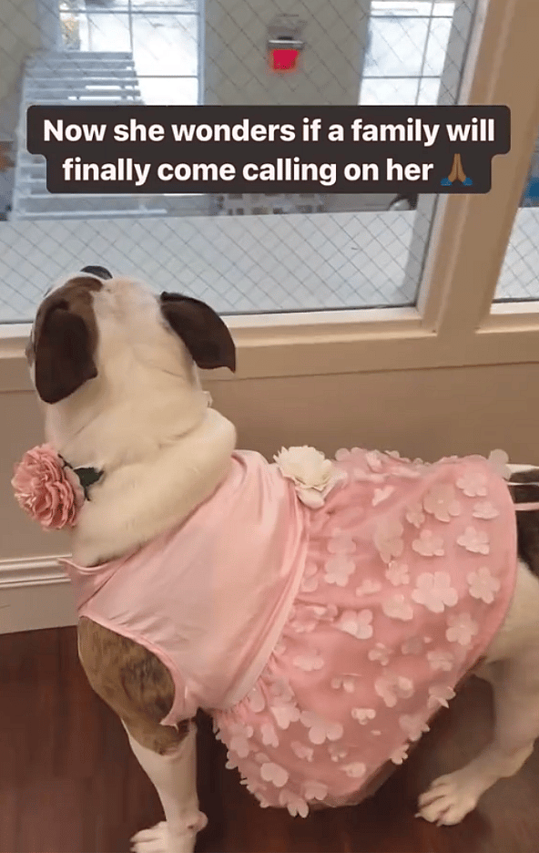 Shelter Staff Beg for Someone to Give Sweet Senior Bulldog Chance at Forever Home