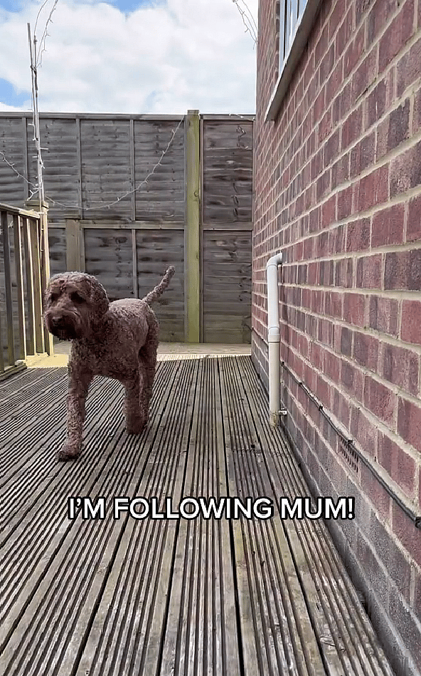 Clingy Puppy Takes Stalking to a Whole New Level: The Viral Video That's Breaking the Internet