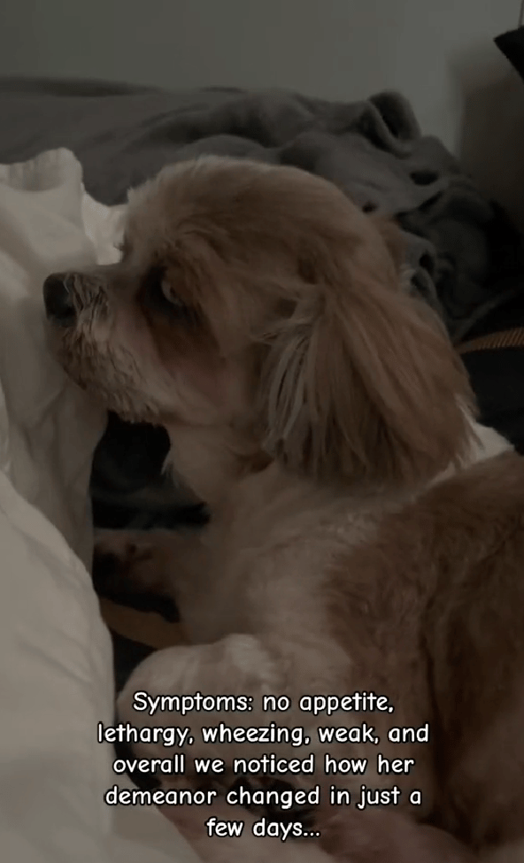 What One Vet Missed Nearly Ended This Shih Tzu's Life — Until Her Mom’s Instinct Saved the Day!