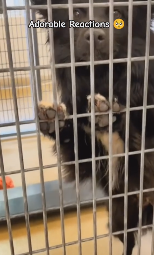 Shelter Dog's Joy Captured as Forever Family Takes Him Home