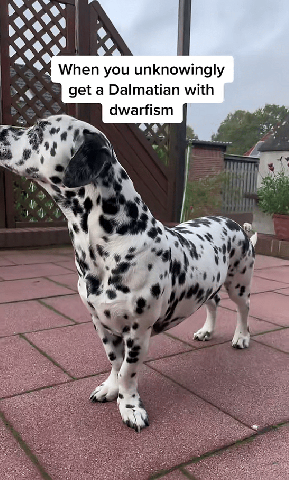 Dwarfism In Dogs