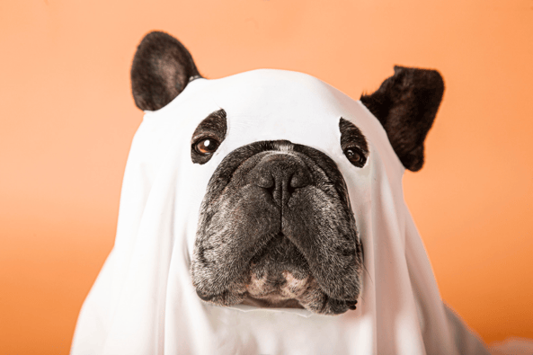 Dog Supplements for Skin & Coat