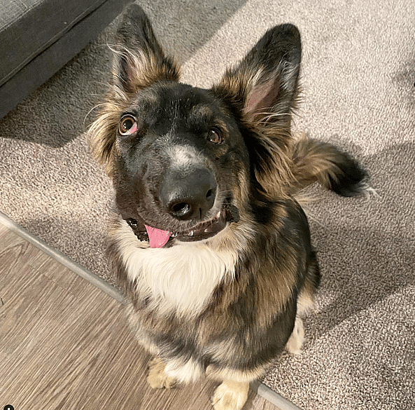 Rescue Dog has Unique ‘Picasso’ Face