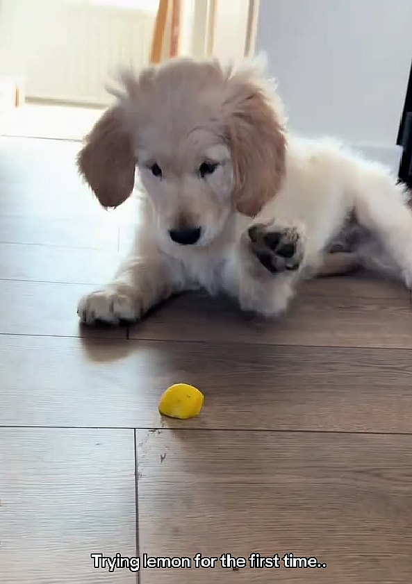 Golden Retriever FREAKS OUT After Tasting Lemon — His Reaction Left Millions HOWLING! 😱🍋