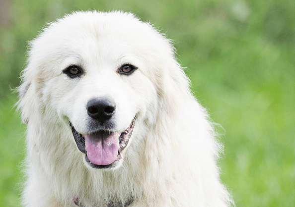 Dog Names Starting with C