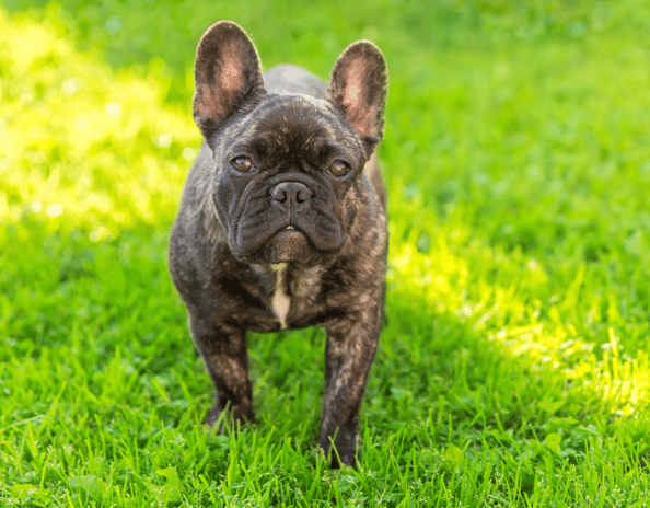 Brindle Dog Names