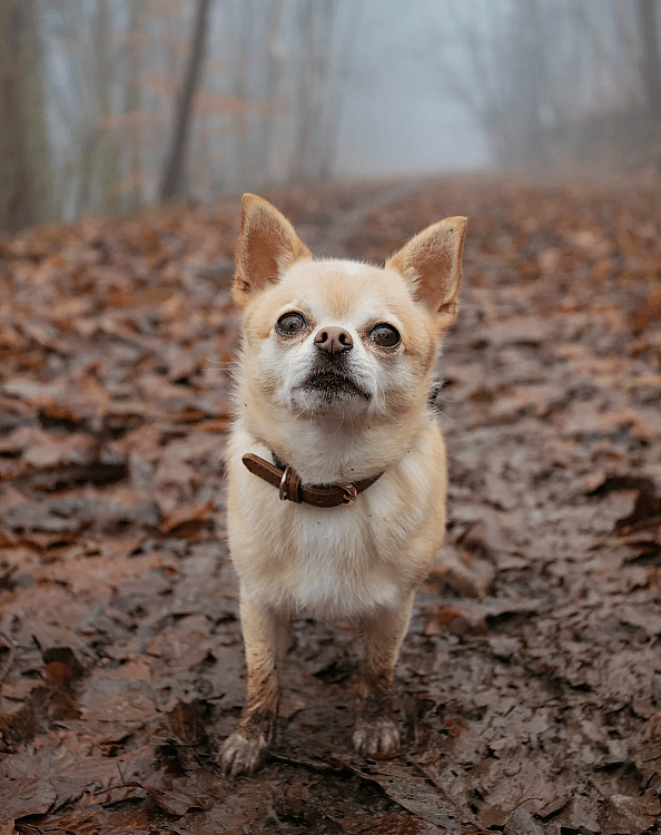 Chihuahua dogs names