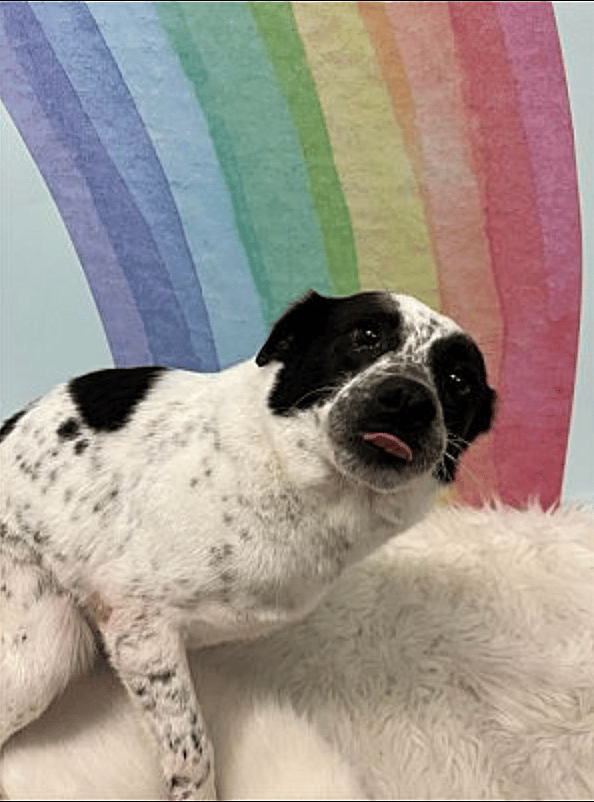 Hootie up for Adoption