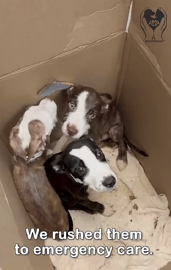 Watch How One Puppy Defied the Odds to Survive And Find a Loving Home
