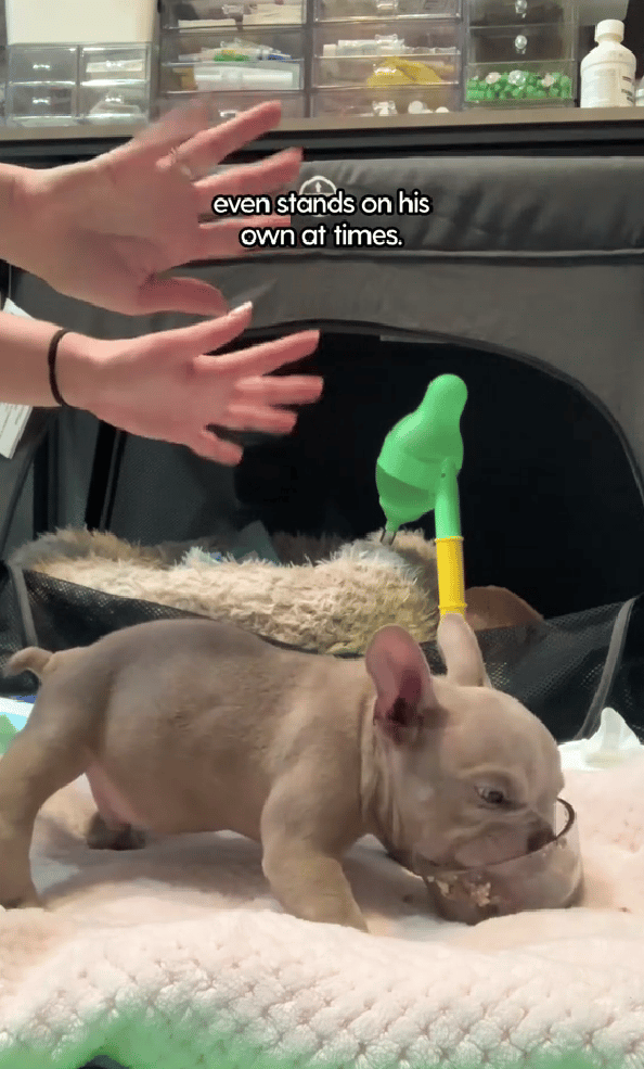 Swimmer Syndrome in Dogs