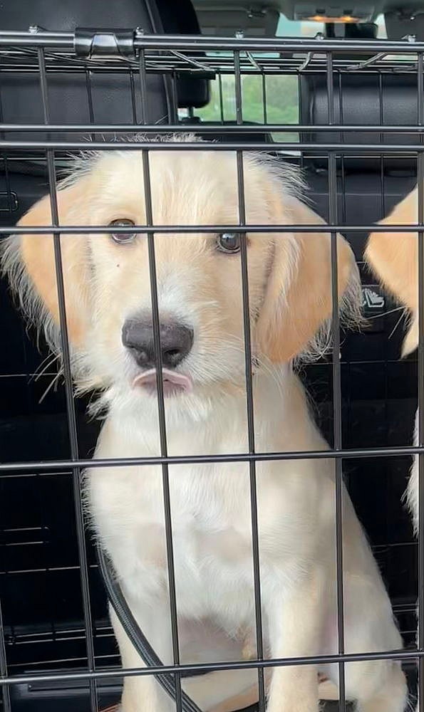 Carcone / Buttercup / Butter - Labrador Retriever