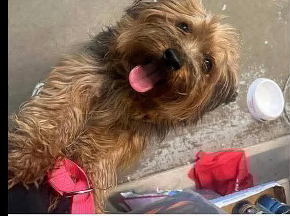 Lester- tiny prince - Yorkshire Terrier Yorkie