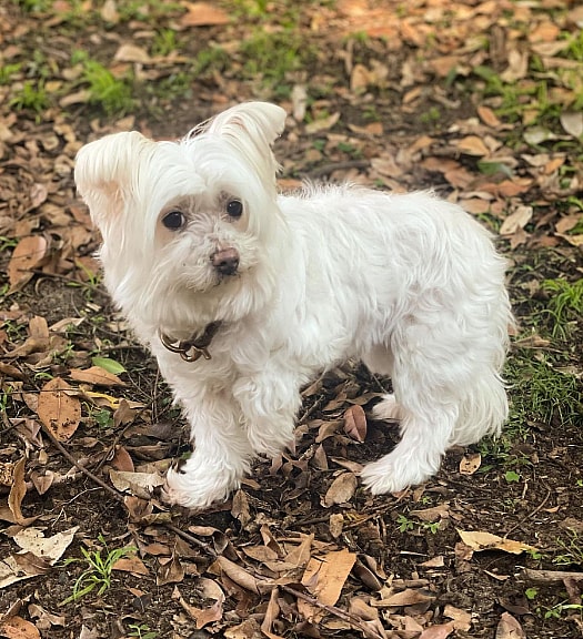 Maltese Chihuahua Mix