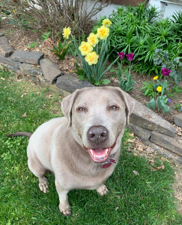 Silver Labrador