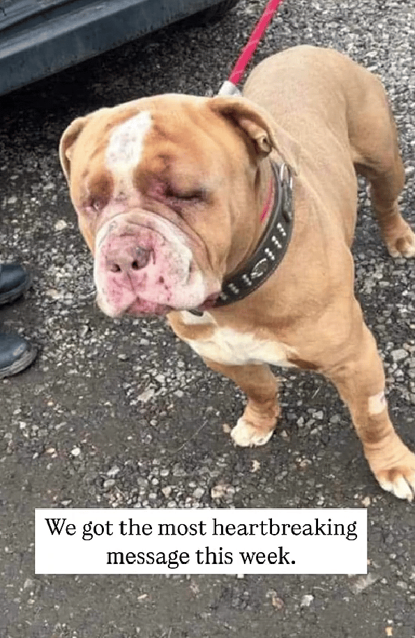 Heartache as Gentle Soul Escapes a Dog Fighting Ring—But What Happened Next Is Even Worse