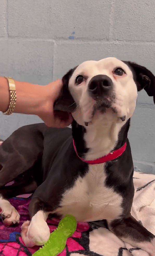 Hurricane Survivor Penny Is Broward County’s Longest-Resident Shelter Dog—Will She Finally Find Her Forever Home?