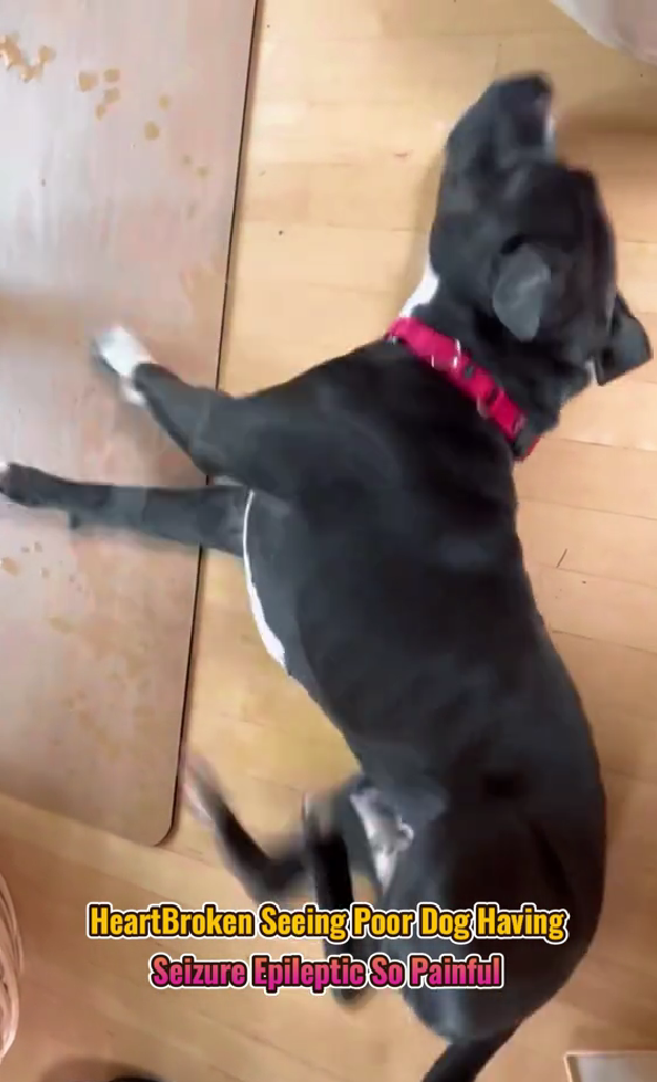 dog having seizure