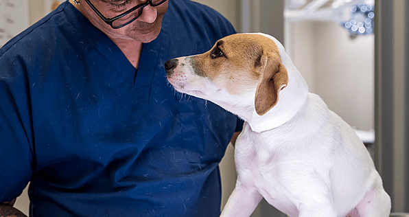 Stray Dogs - limited neuter and spay services