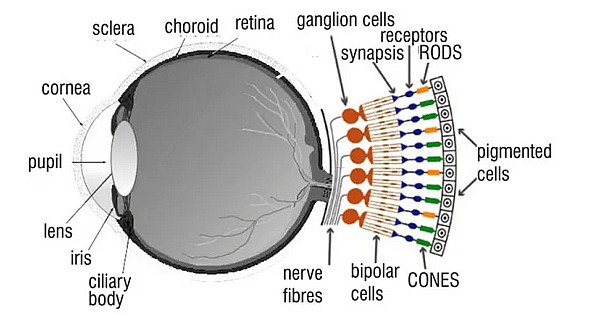 Anatomy of eyes