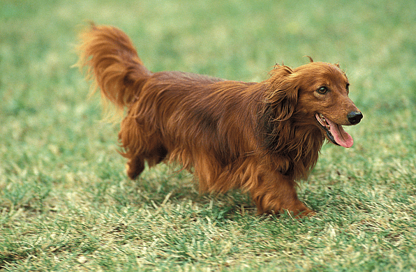 Long-Haired Dachshund