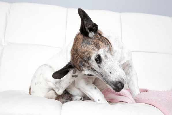 Chicken Allergy in Dogs