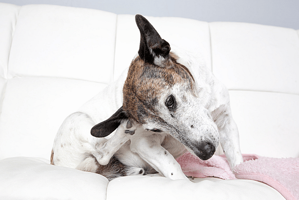 Chicken Allergy in Dogs