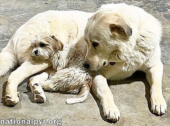 Dorian in AL - Calm, Sweet & Very Affectionate!