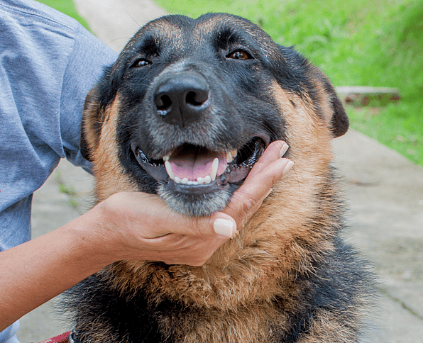 adopting a military dog