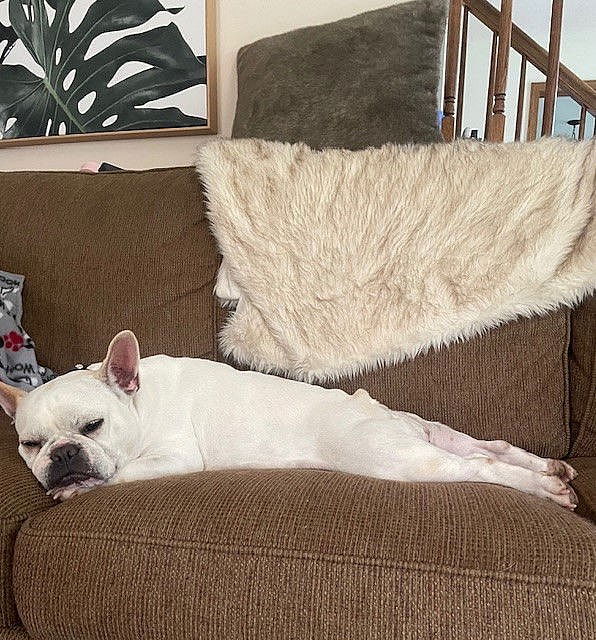 Martha - French Bulldog