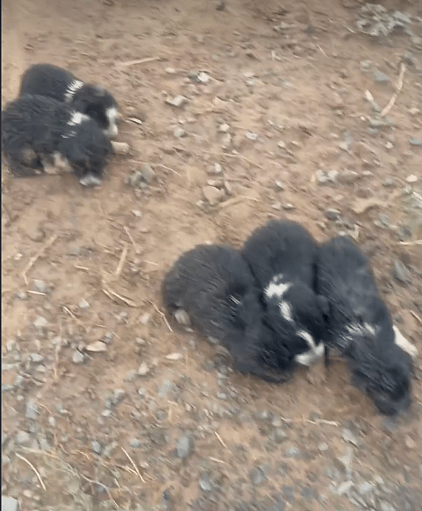 This mama dog and her 6 puppies were stranded in water