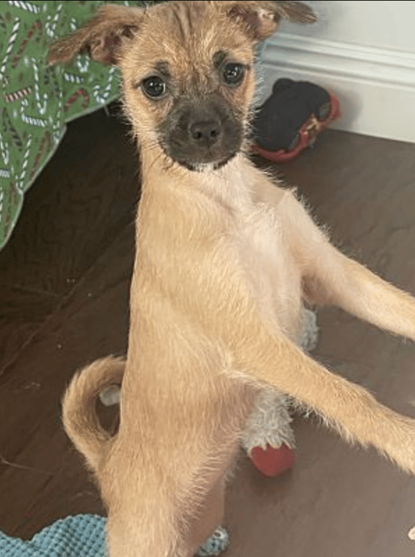 sage